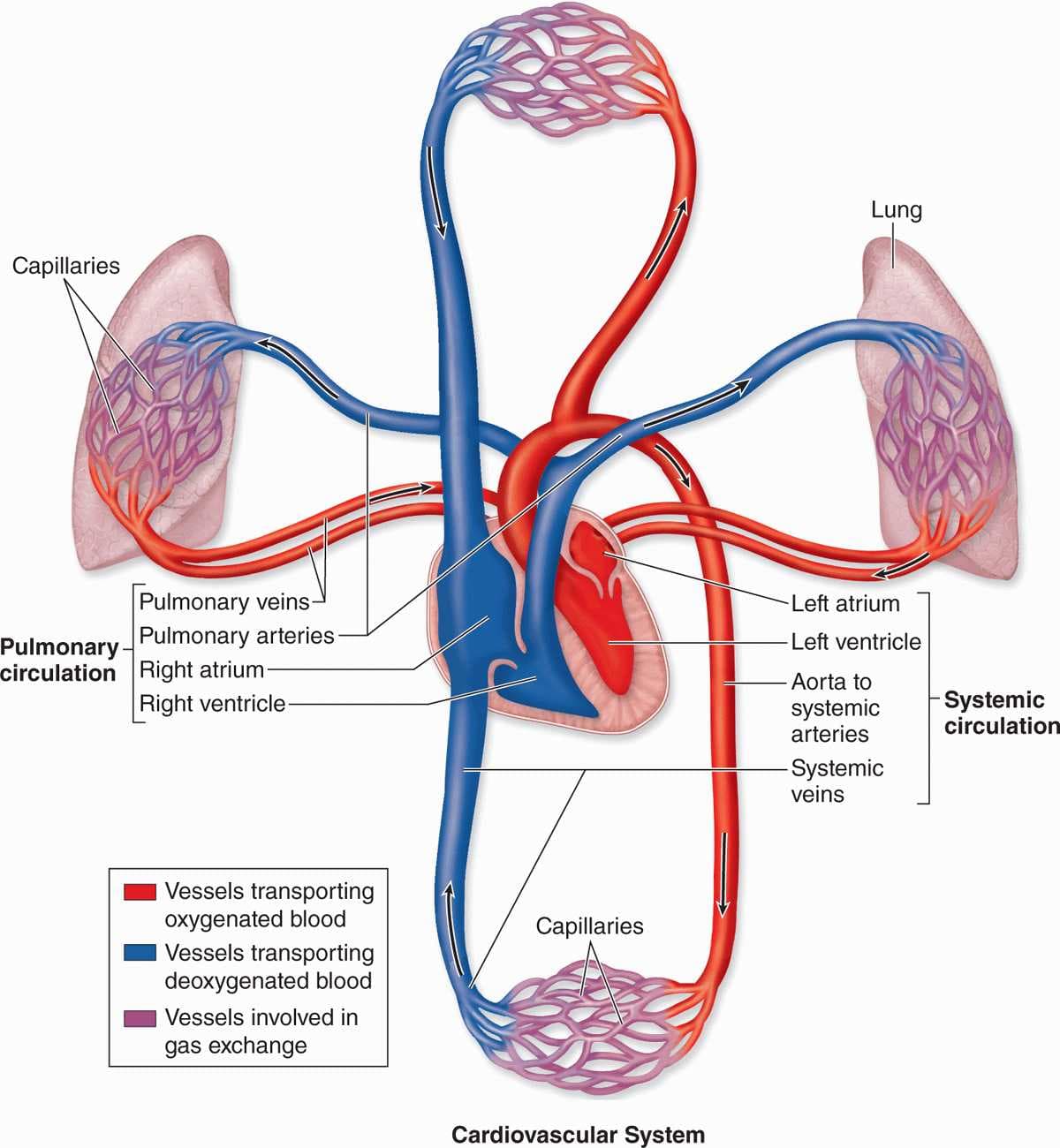 Blood flow figure 8 pattern
