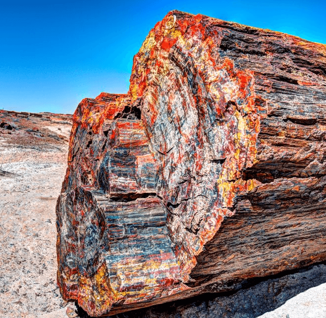 Petrified log