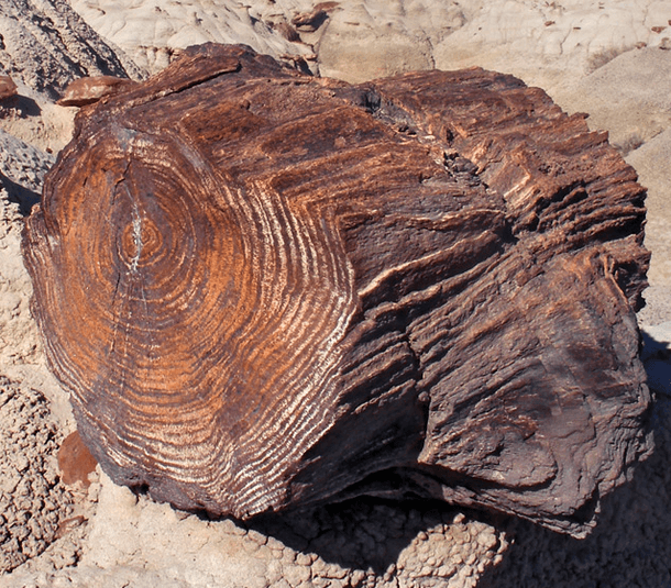 Petrified tree rings